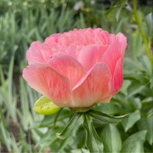 Meet your Posher, Oksana